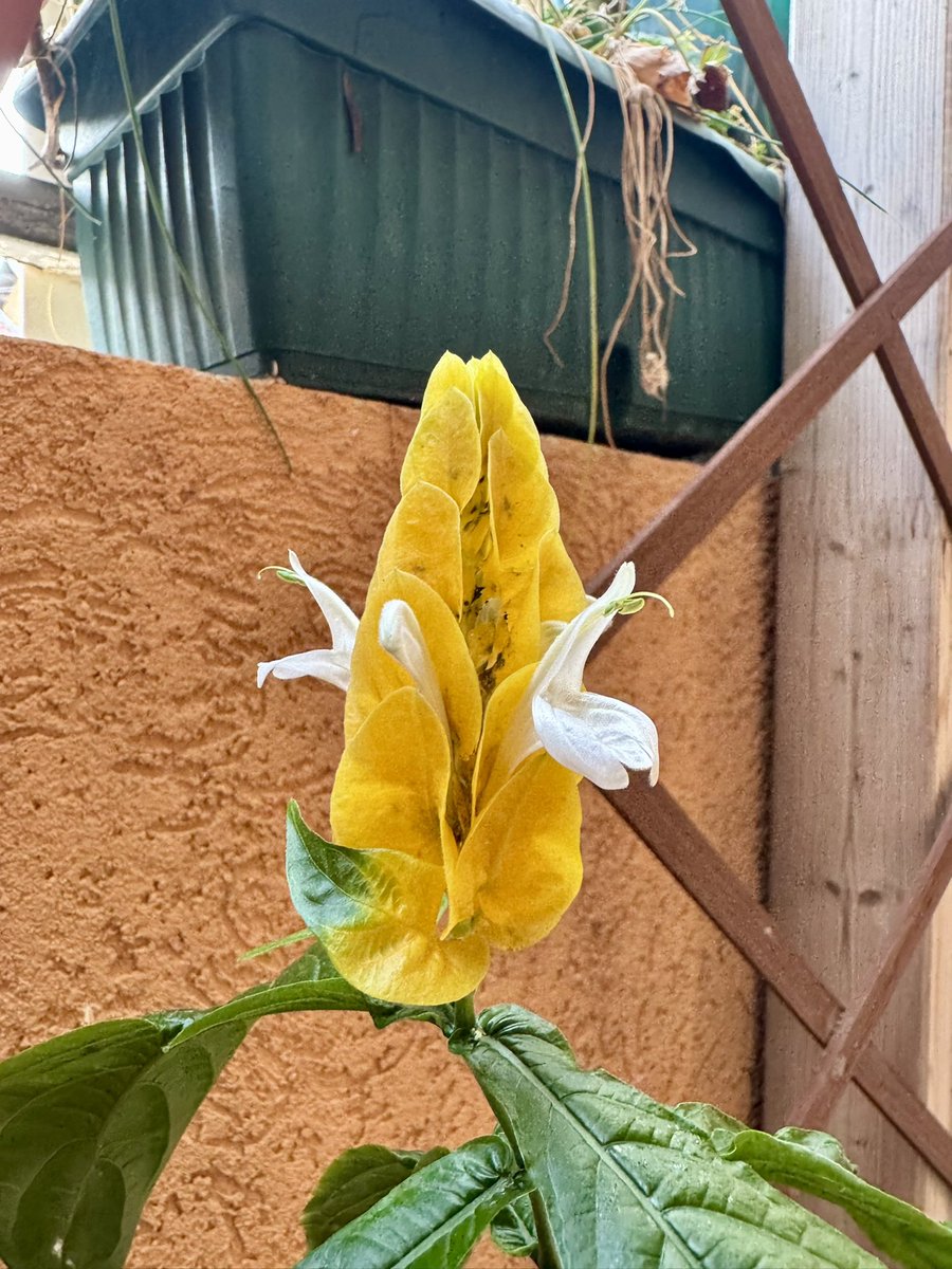 𝐒Ѳㄥ tweet media