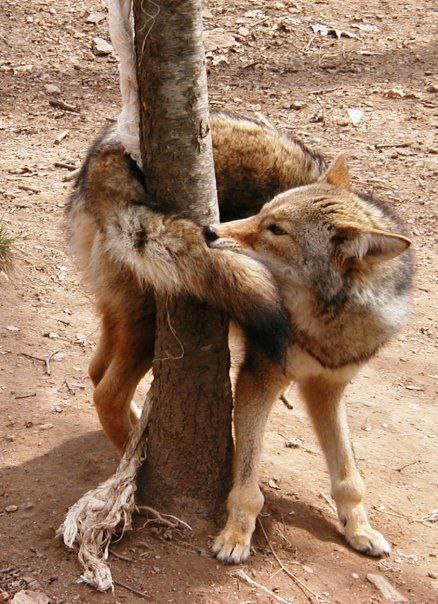 HourlyYote's tweet photo. https://t.co/2H8VeLk7cB