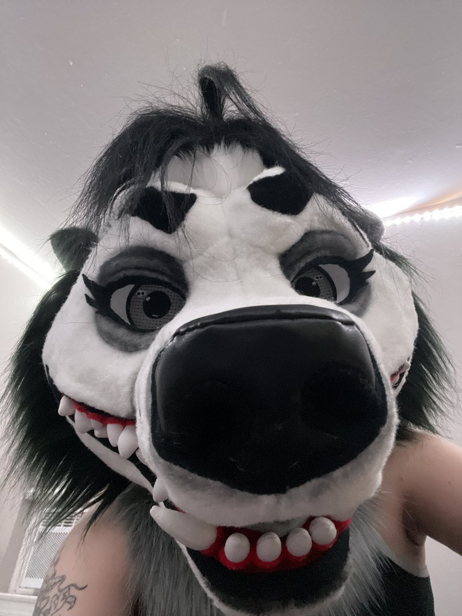 KaiVixie's tweet image. Just wanted to put some feelers out there for a potential trade for a glitzy fox suit! This is my second suit Xena that i received from the lovely kupferbeast! I love Xena to bits but Iโve unfortunately drifted apart from her character. Iโve really thought about this (continued)