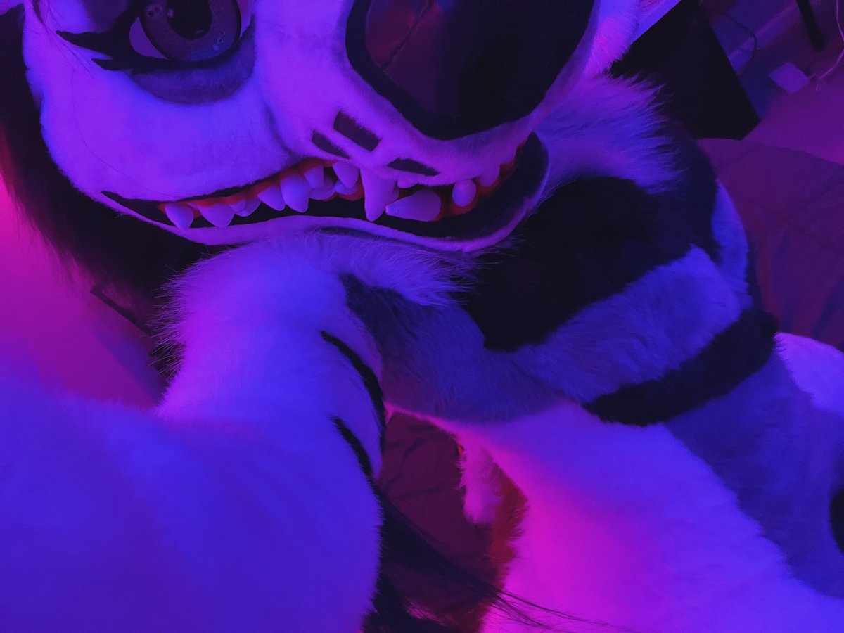 KaiVixie's tweet image. Just wanted to put some feelers out there for a potential trade for a glitzy fox suit! This is my second suit Xena that i received from the lovely kupferbeast! I love Xena to bits but Iโve unfortunately drifted apart from her character. Iโve really thought about this (continued)