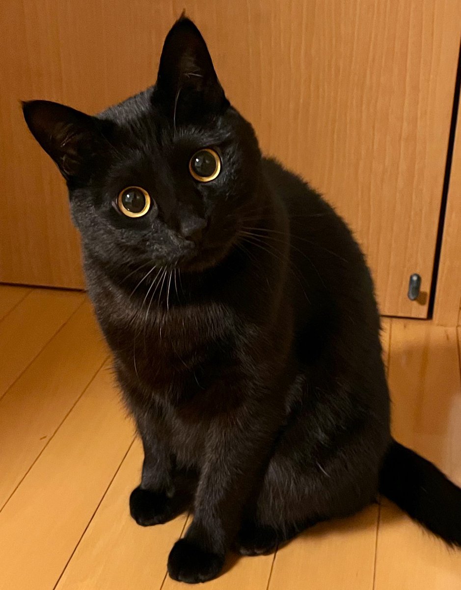 panik_cattack's tweet image. Pardon?