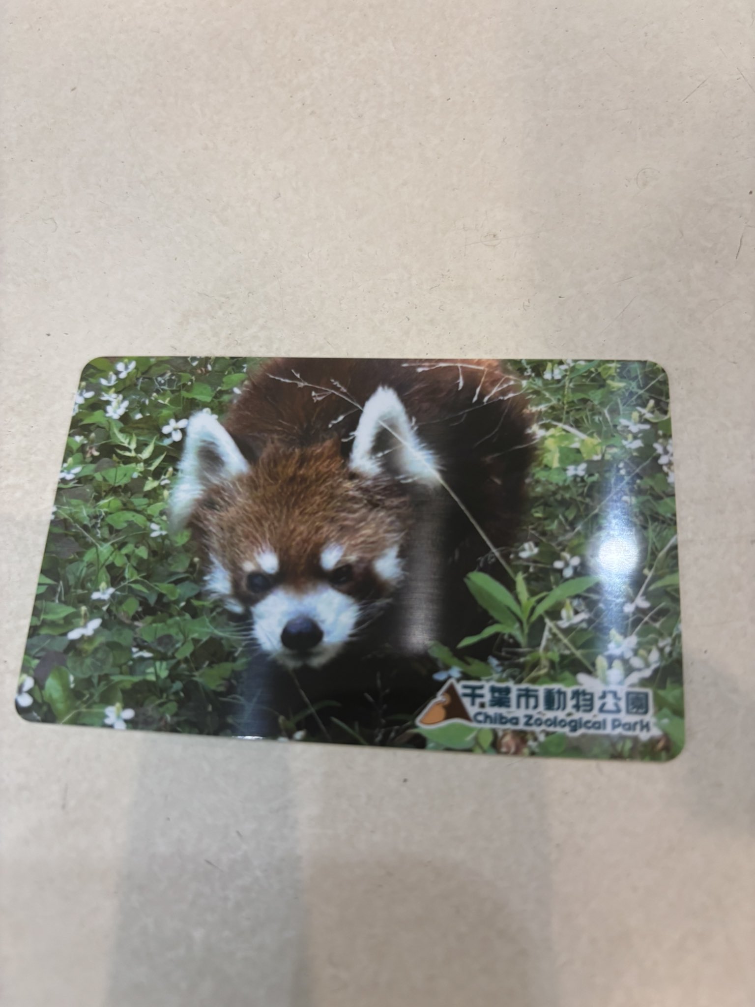 レッサーパンダ様 千葉市動物公園【公式】 on X: 
