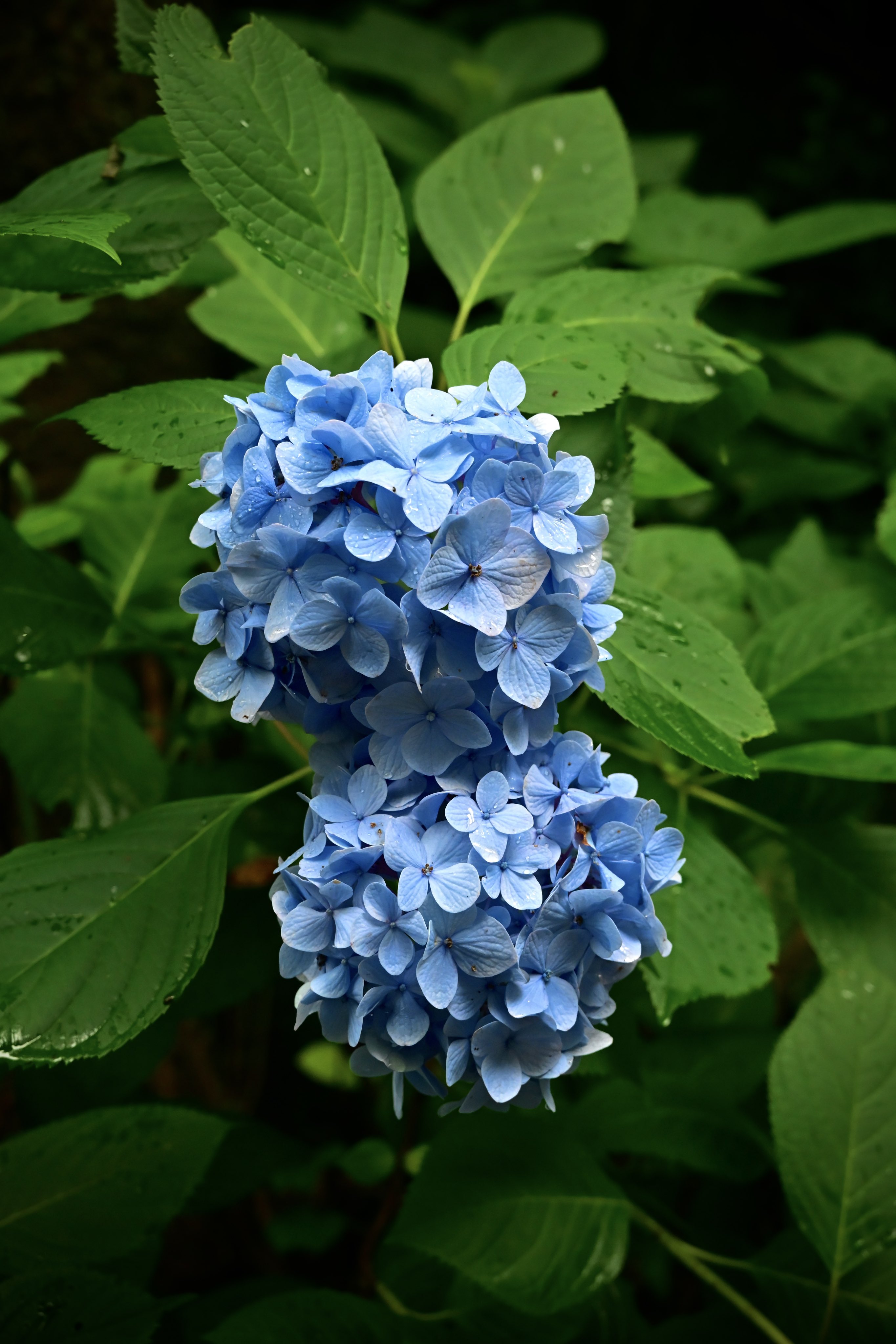 紫陽花 月虹 青 - メルカリ