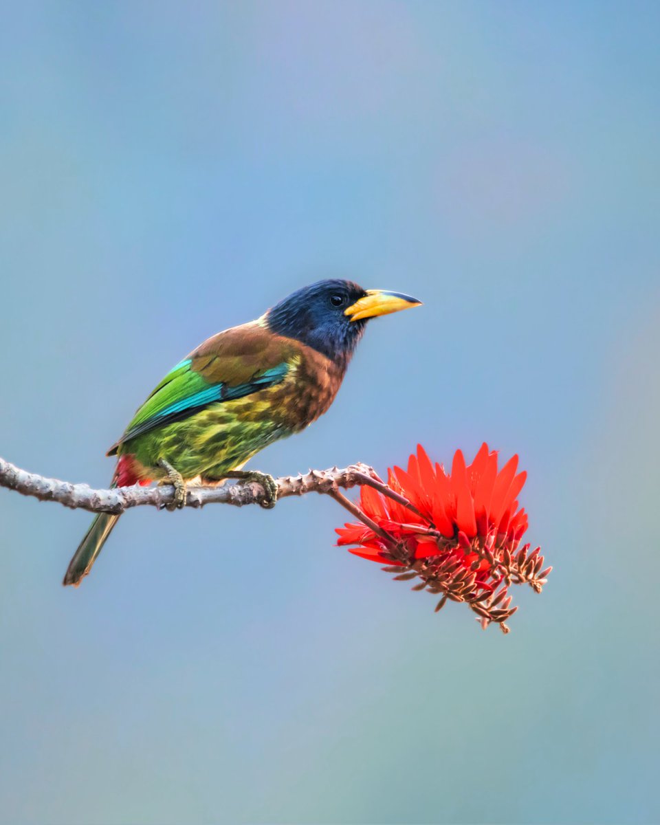 kumaar_punkaj's tweet photo. Great Barbet
Canon Gears
Uttrakhand 

#IndiAves
#birds 
#nature 
#naturephotography 
#photooftheday 
#Photography 
#photographylovers 
#wildlifebirds 
#wildlifephotography 
#wildlife 
#incredibleindia 
#bbcwildlifepotd 
#natgeowildlife 
#natgeoyourshot https://t.co/Vc6sdB0TkE