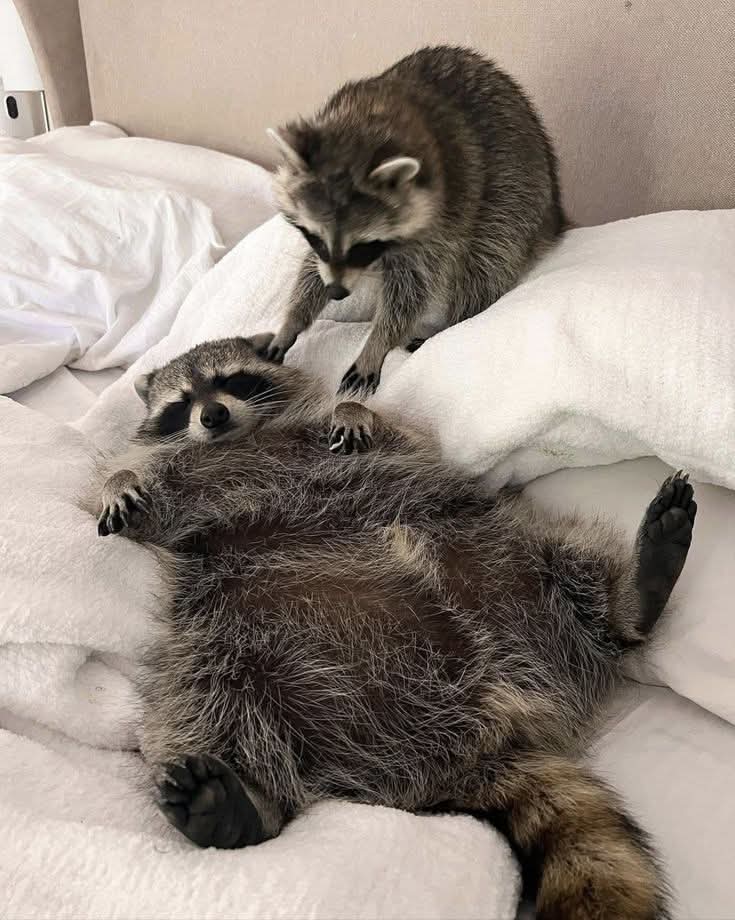 Zac The Raccoon 🦝🎓 (@isaacclarke2021) on Twitter photo 