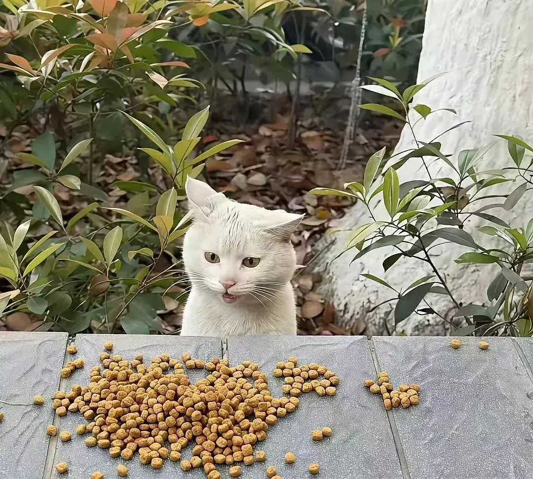 豆瓣网友：

每次给这只小白猫投喂时，它都是“哇——塞，这——么多啊”

这种充满惊讶的表情