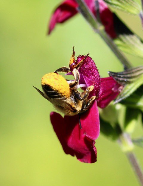 Madame Mégachile à la renverse pour récolter le pollen de la sauge à petites feuilles sur sa brosse ventrale. #AbeilleSauvage #Jardin #MaraisPoitevin