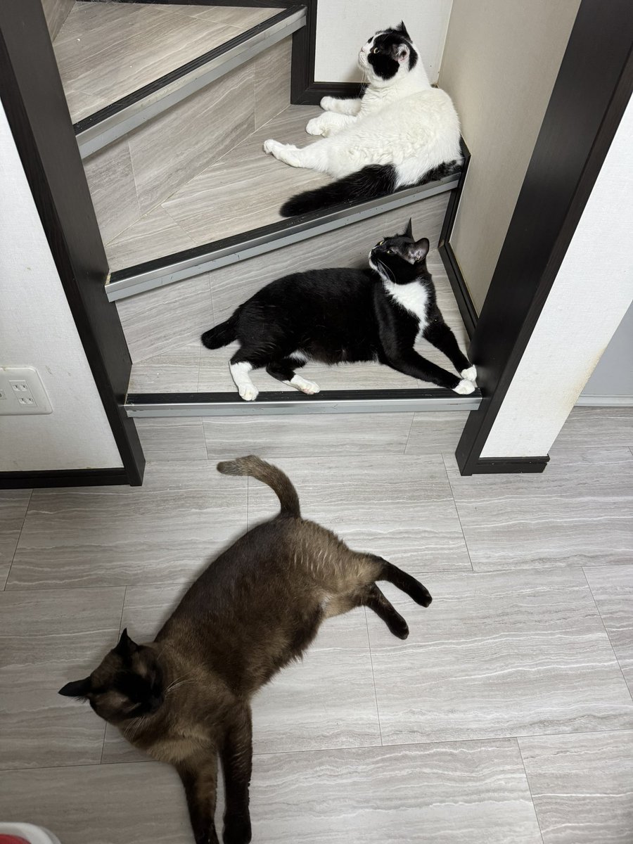 にゃんねこ25匹の猫生活 (@22nekosan) / Posts / X