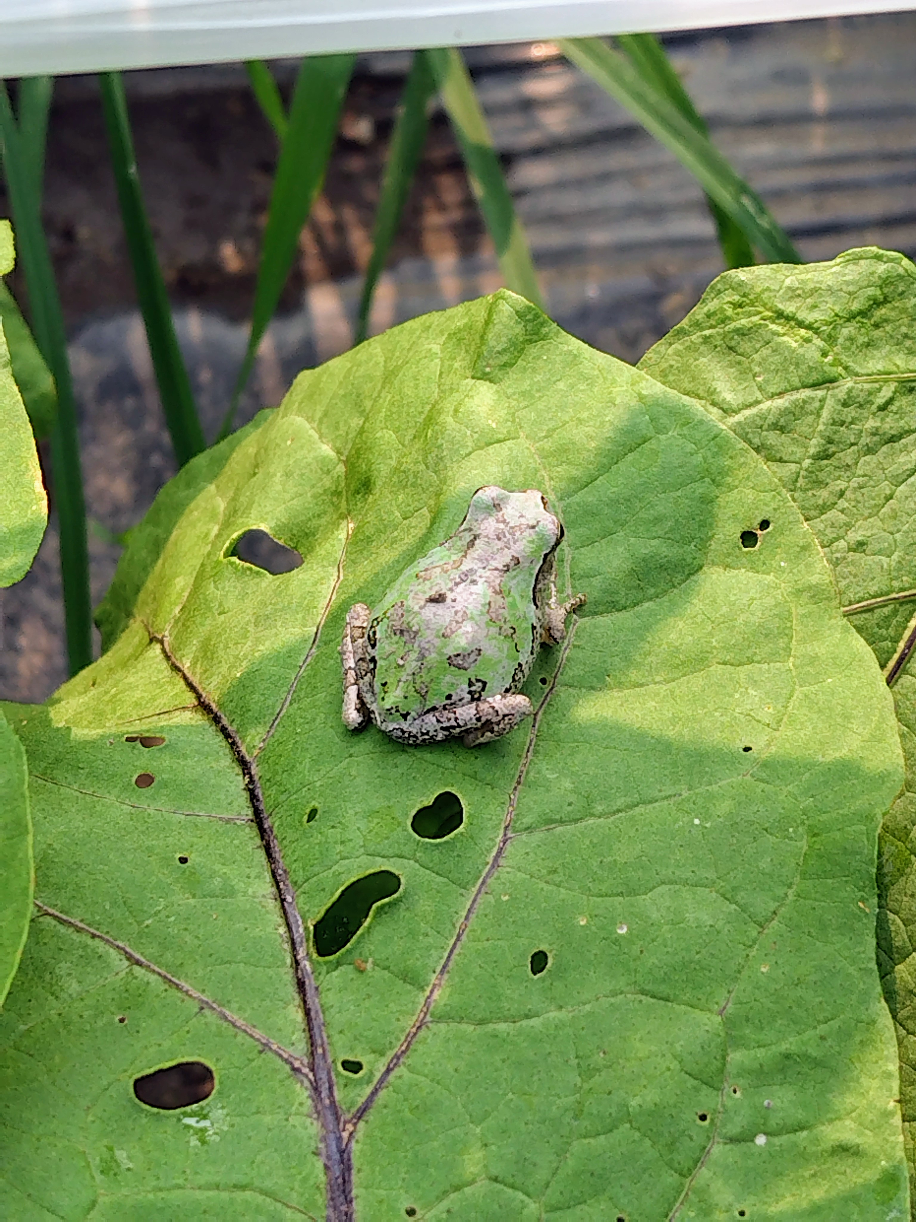 かえるたいちょう 016)《二十本指のカエル/Twenty-Toed Toad》[BLC] 青R | 日本