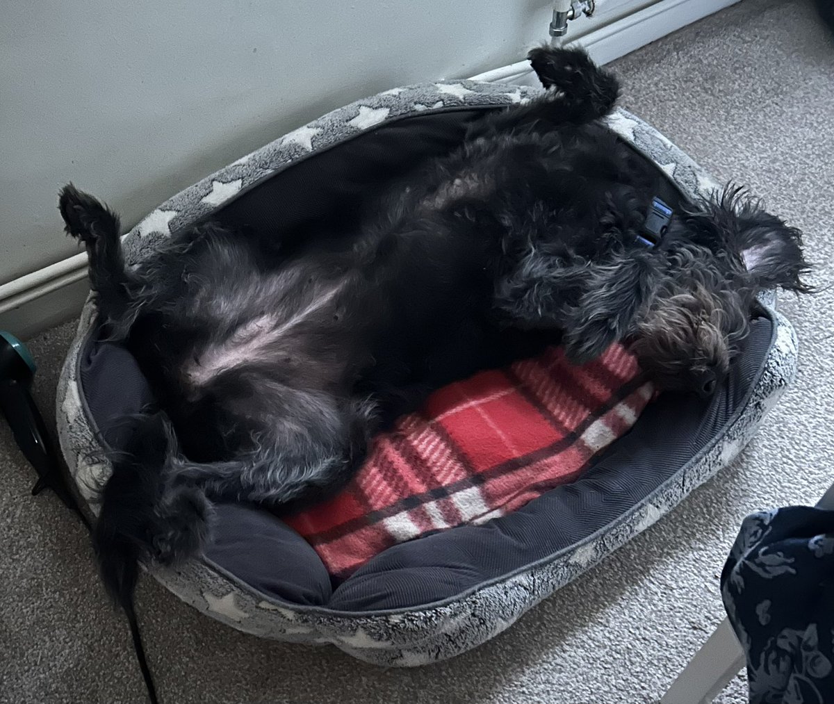 This is a dog after a visit to the Groomer. Apparently, this is also a dog.