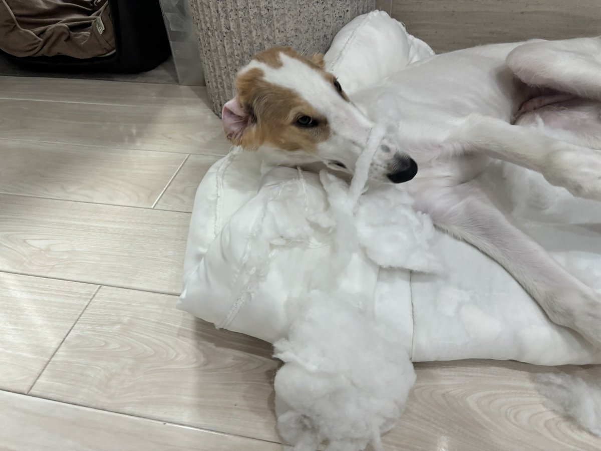 velzoi's tweet image. やんちゃ