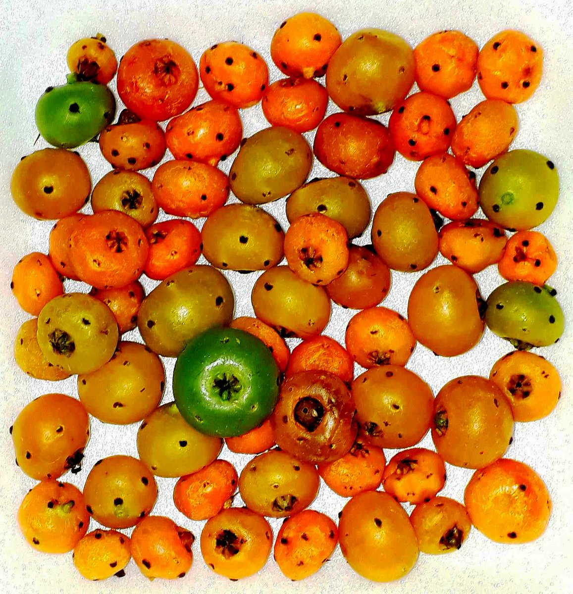 Frutos (acrossarcos) com feixes de ESPINHOS do "ORA-PRO-NOBIS», Pereskia aculeata Miller,
trepadeira nativa da família Cactaceae, habitante da mata atlântica.
A polpa dos frutos é comestível crua (ácida, doce e saborosa) ou preparada.