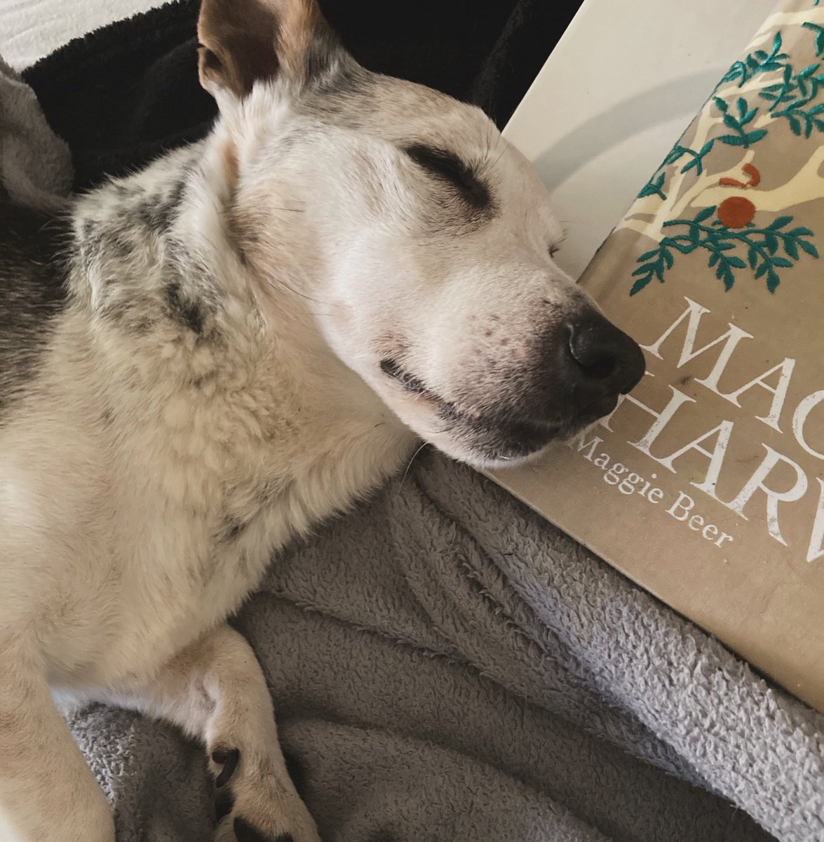 gomichild's tweet image. We’ve been running around Elsternwick &amp;amp; having a coffee &amp;amp; being adored - so nap time now &amp;amp; our choice of pillow is Maggie’s Harvest

#seniordogs