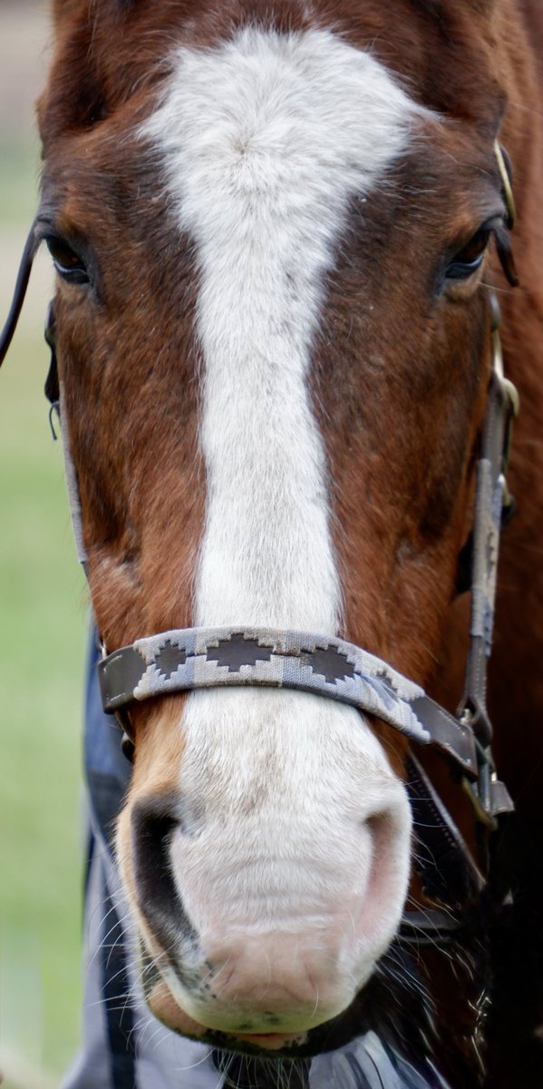 G1馬の貫禄
これはメイショウドトウ

#メイショウドトウ　#ノーザンレイク
#引退馬協会 預託馬　※見学要予約