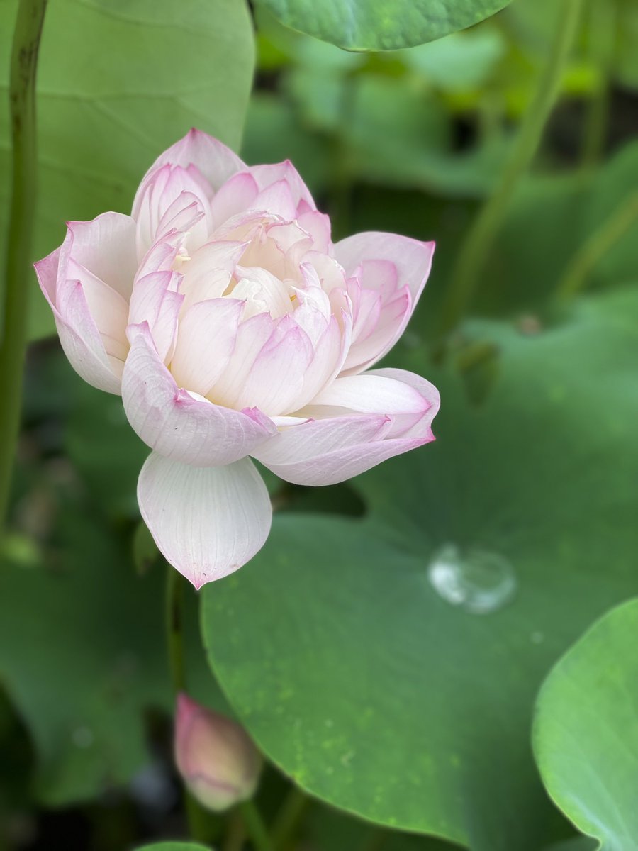 Yoshimasa_Tsu's tweet image. 今日のハス。昼前には閉じ始めます。
ハスの花は開いて閉じてを繰り返し4日目に散ります。きれいに開くのは2日目と3日目の朝だけ、ほんのひとときです。