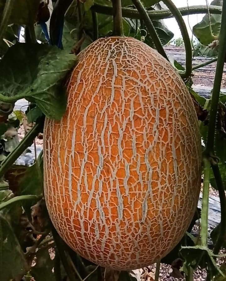 Sweet Nector tweet media