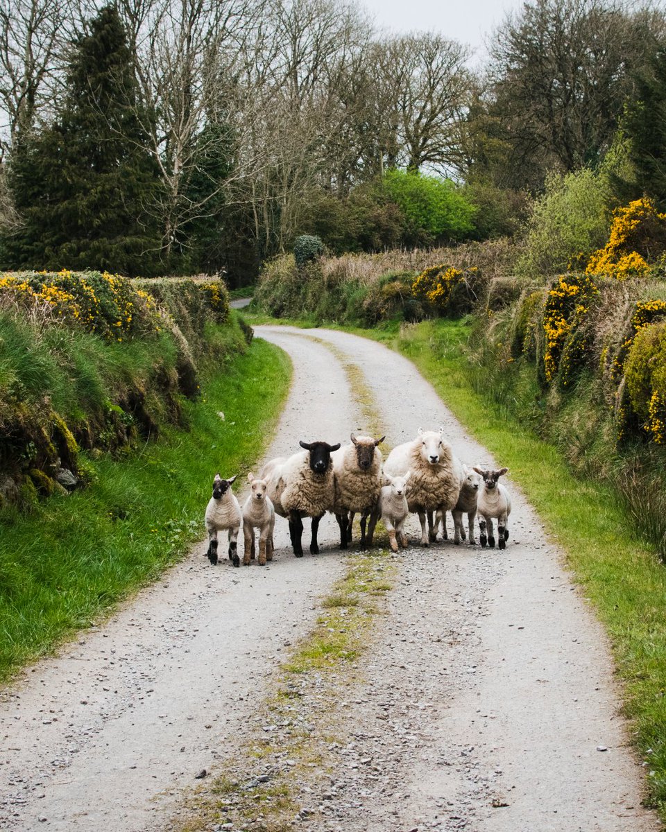 The Irish Road Block 😂🥰