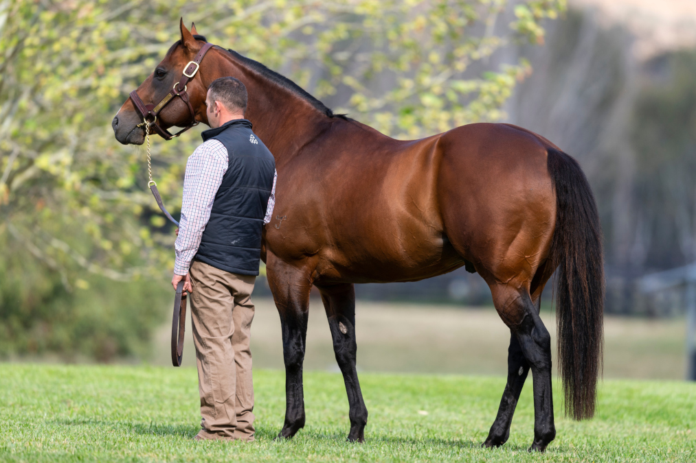 Arrowfield Stud (@arrowfieldstud) on Twitter photo Snitzel is gone...yet still very much with us, as we celebrate his first posthumous SW, No. 161 of his incredible career. That's Bridal Waltz, classy winner of the <a href="/FlemingtonVRC/">Victoria Racing Club</a> A.R. Creswick S. LR for O/B Pope Racing, <a href="/moodyracingpgm/">Peter Moody</a> & <a href="/kscoleman/">Katherine Coleman</a>! ššš Snitzel is gone...yet still very much with us, as we celebrate his first posthumous SW, No. 161 of his incredible career. That's Bridal Waltz, classy winner of the <a href="/FlemingtonVRC/">Victoria Racing Club</a> A.R. Creswick S. LR for O/B Pope Racing, <a href="/moodyracingpgm/">Peter Moody</a> & <a href="/kscoleman/">Katherine Coleman</a>! ššš