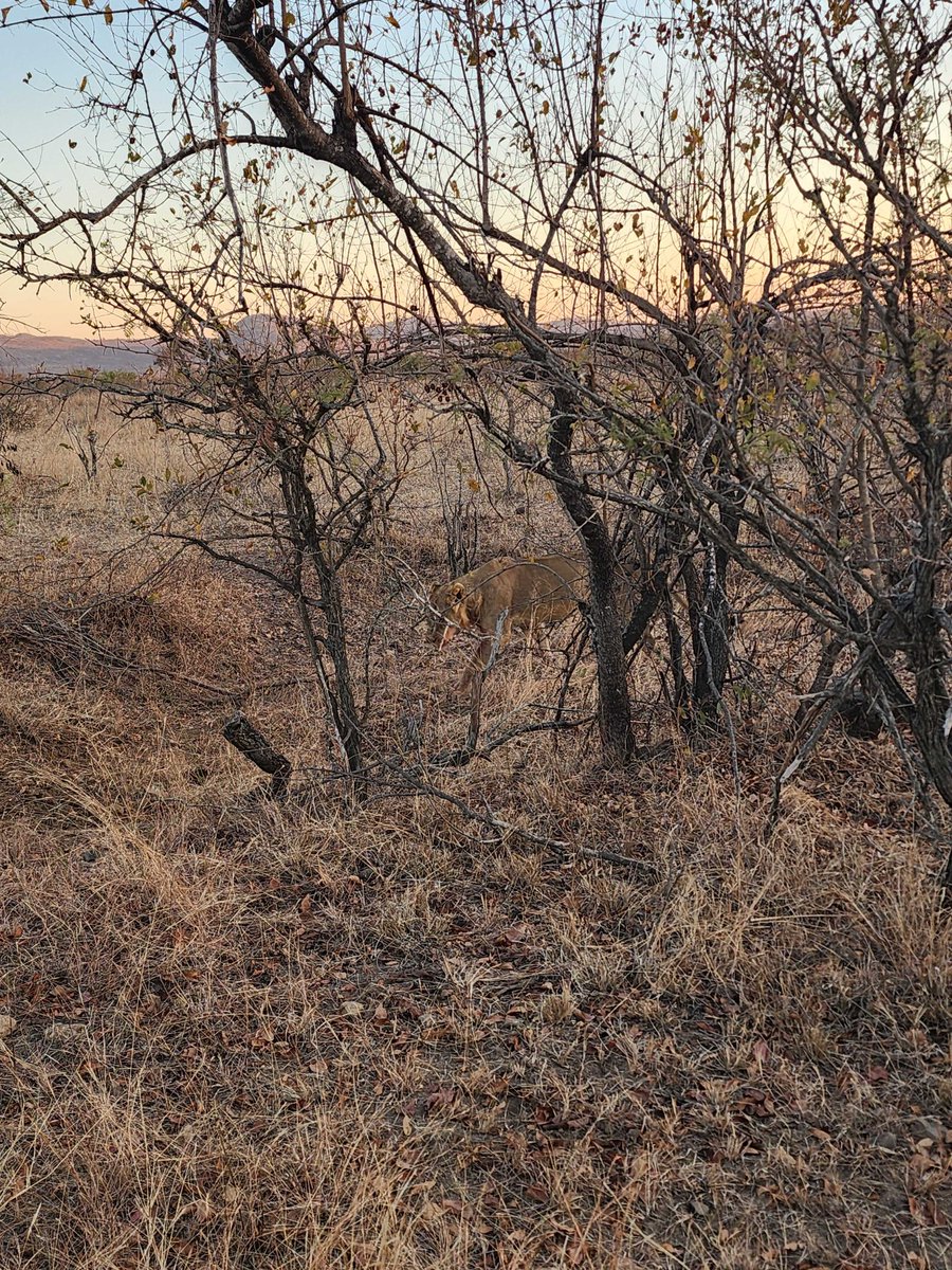 6:50am
1 Lion
H3, 700m from Malelane Gate
4/5
Tinged by Byane