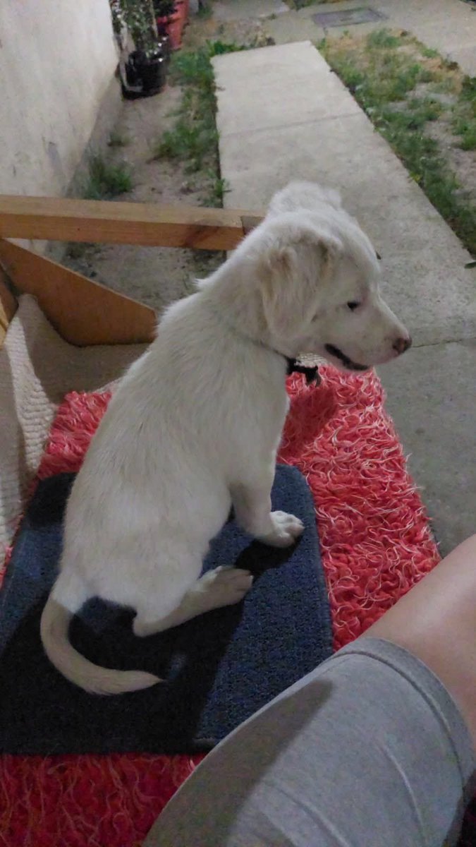 HITNO ❗❗❗
Pronađen u Vojki na pumpi. Ima vezan kanap. 
Molimo nečoveka koji ga je držao u ovakvim uslovima da se ni ne javlja.
Potreban mu je smeštaj i dom pun ljubavi 
Molimo vas delite