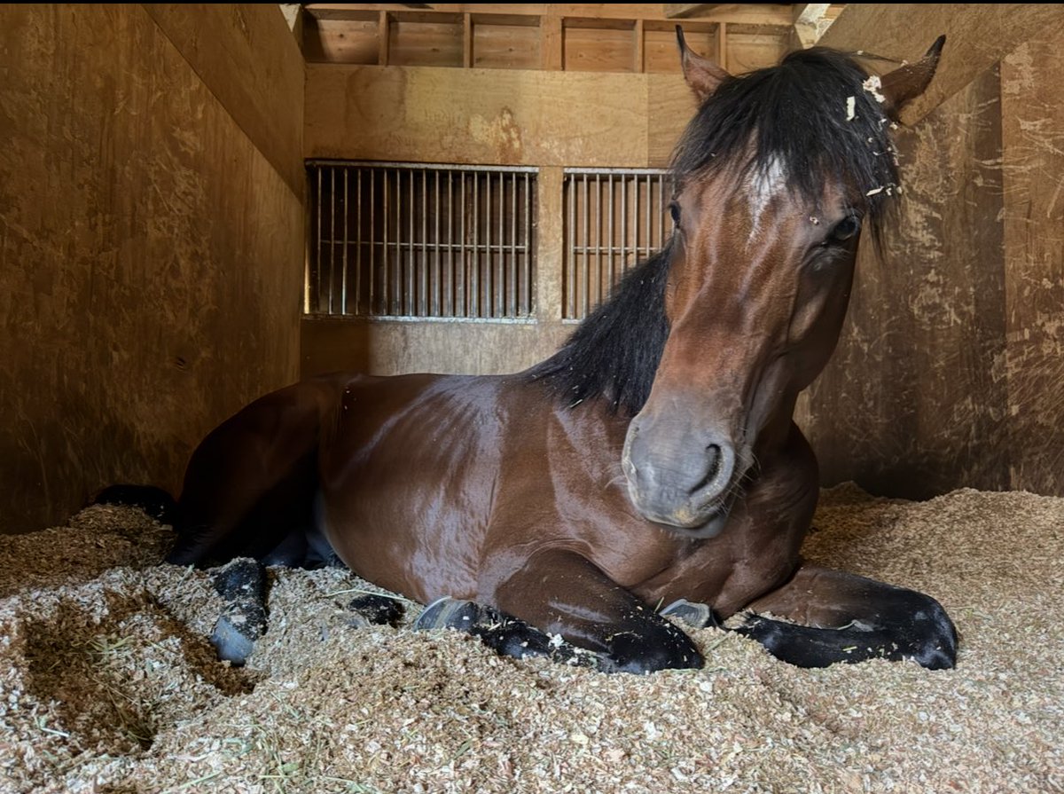 船橋開催4日目です🐴

本日は5頭出走します。

1R シュヴァルツボーイ号
4R ユミッチラブ号
9R マディソン号
　　エポカデルソーレ号
12R サーブザミッション号

応援よろしくお願いします✨

昨日はラスジャン号が4連勝目を飾りました🥇🥇🥇🥇
ふかふかのチップでおやすみ中のラスジャンくん😴