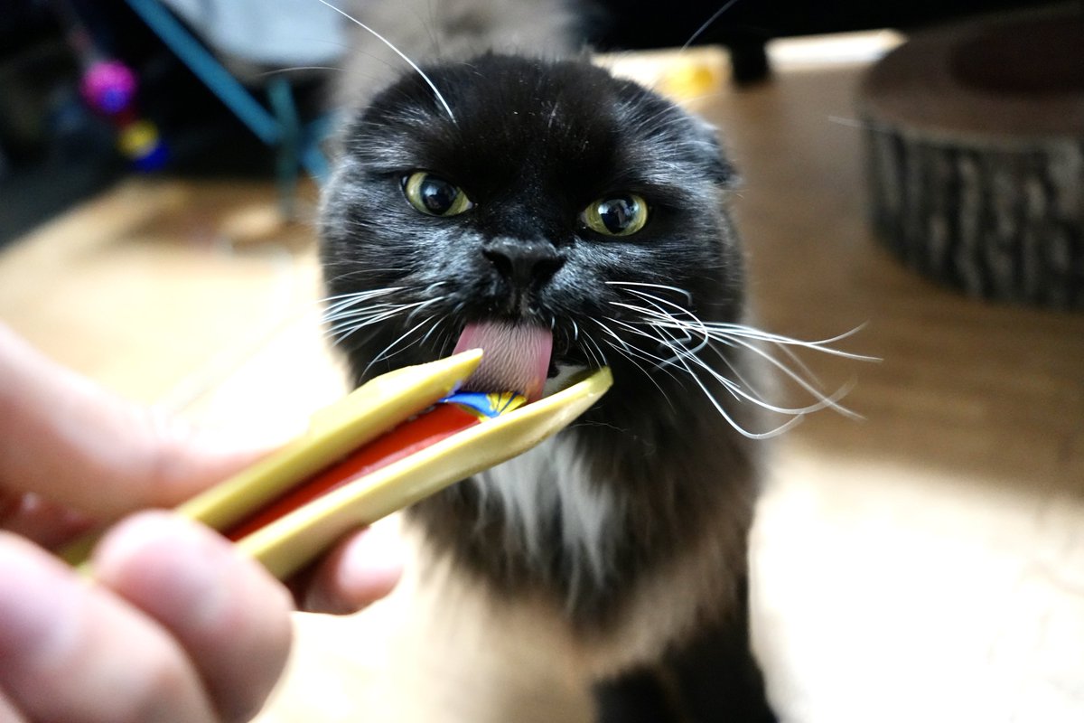 unagineko_una's tweet image. ニンゲンもすいぶん補給しよーねー🐈‍⬛
#白黒猫 #猫のいる暮らし #猫