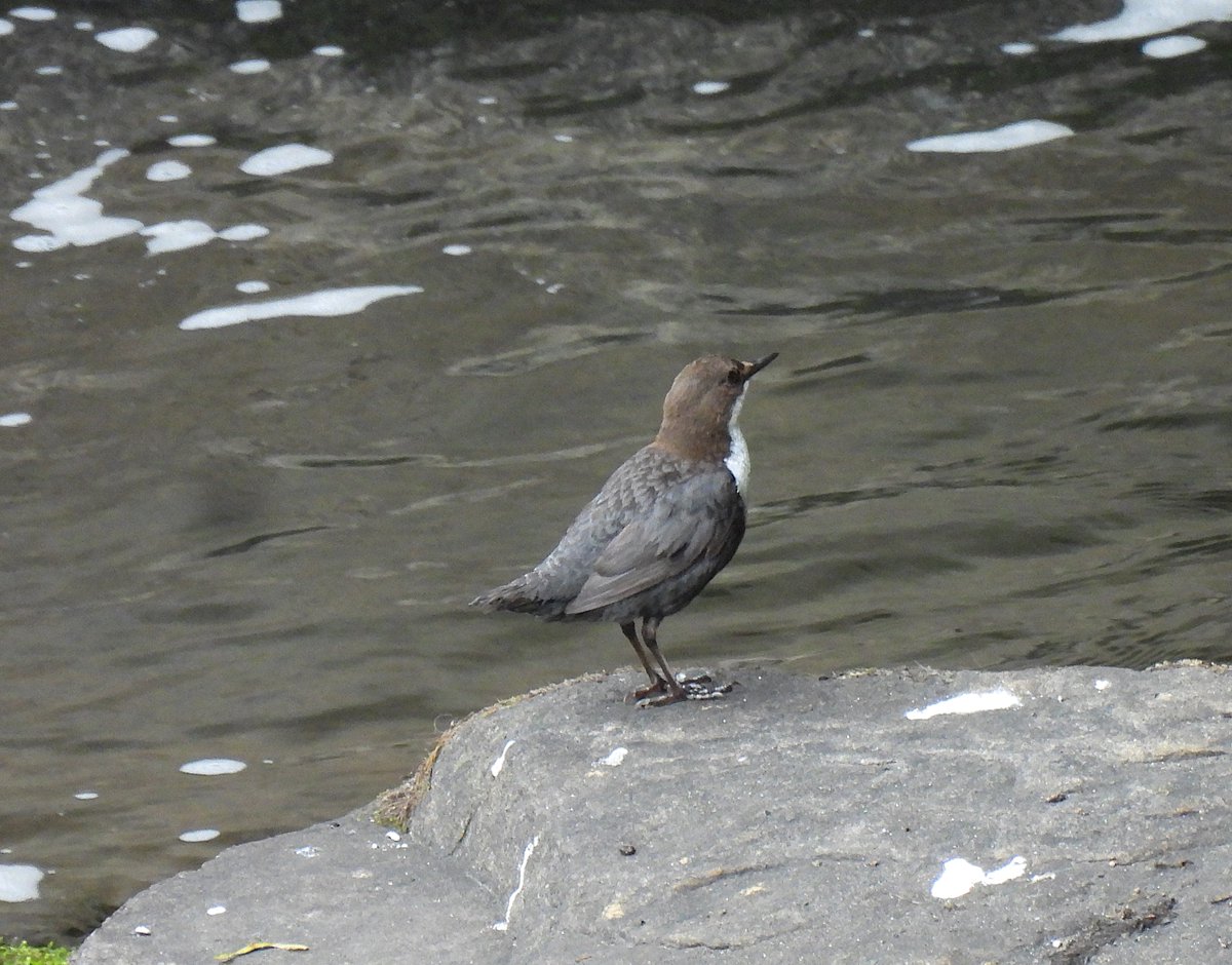 Dipper on River Goyt, Derbyshire.