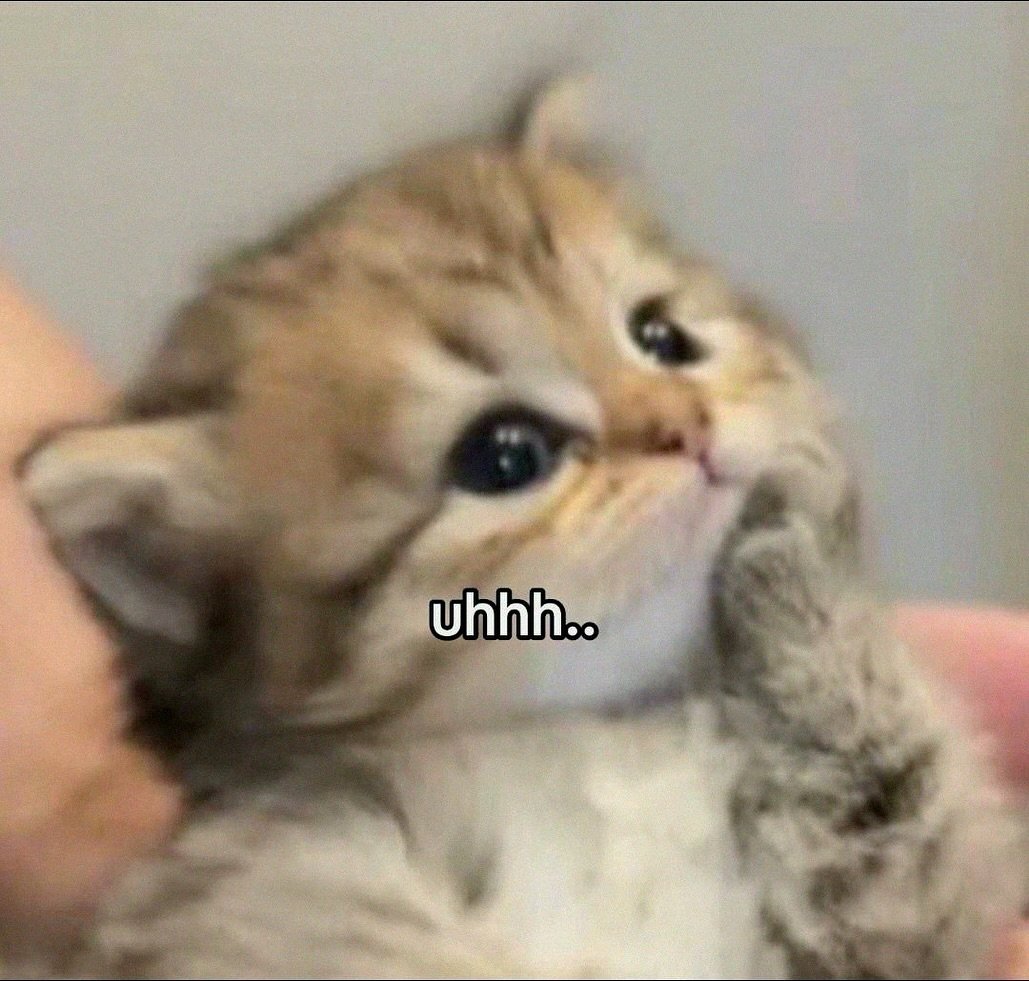 smol silly cat tweet media