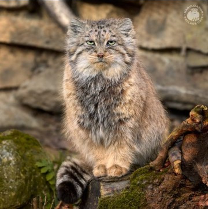 NorthRidgeWildlife tweet media