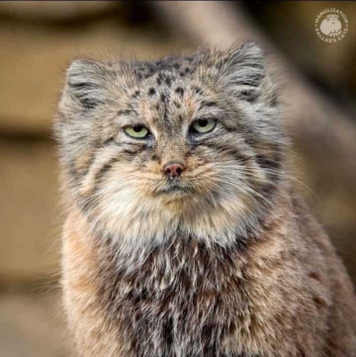 NorthRidgeWildlife tweet media