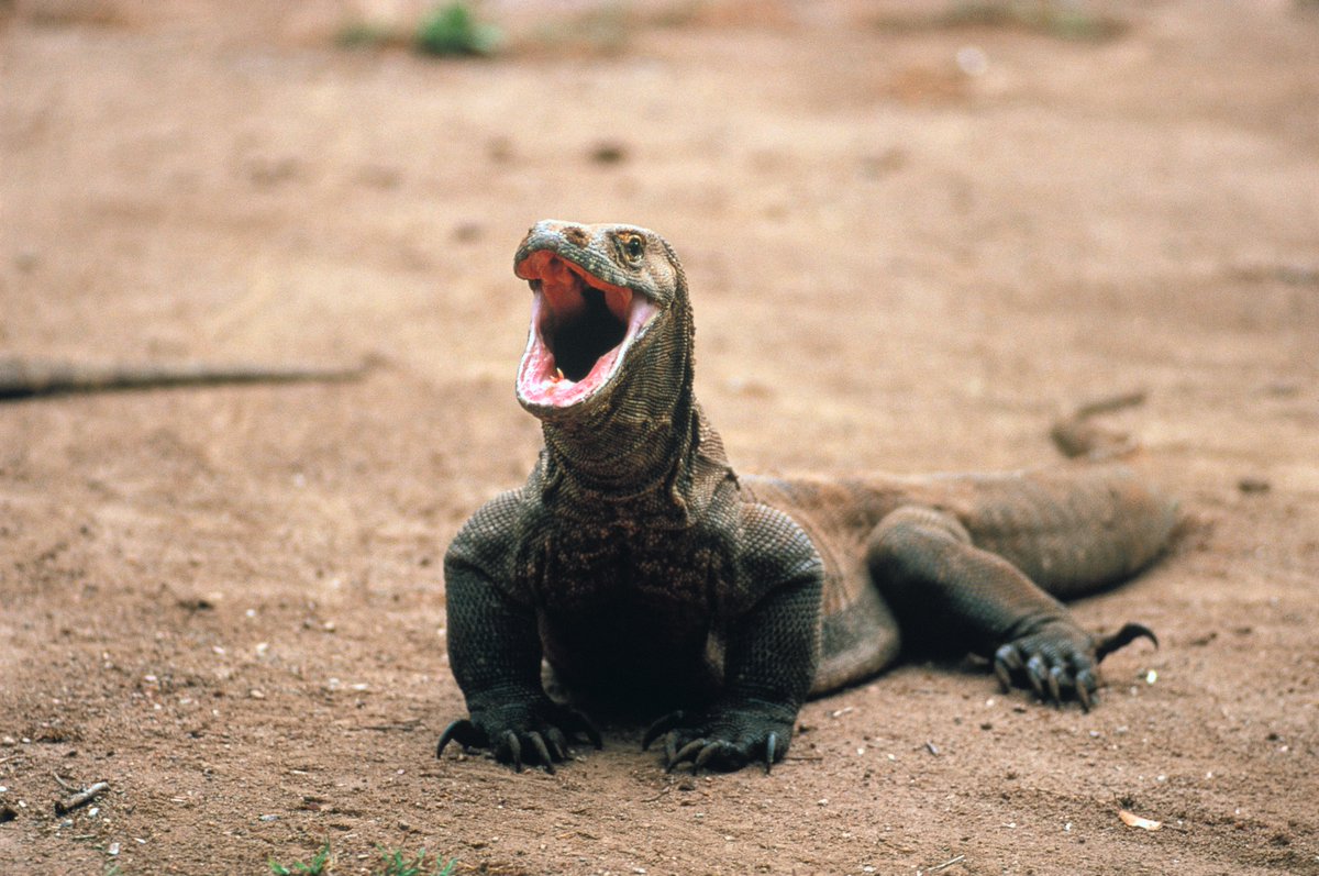 Happy vibes all weekend long 😃

📸: Gary Bell

#KomodoDragon #wildlife #reptile