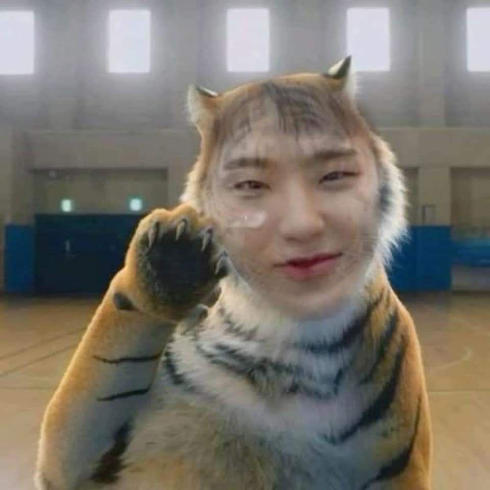 kwontigerlegend's tweet photo. Abro hilo de tigres (yo) captados en cámara https://t.co/QHA0SS7tLg