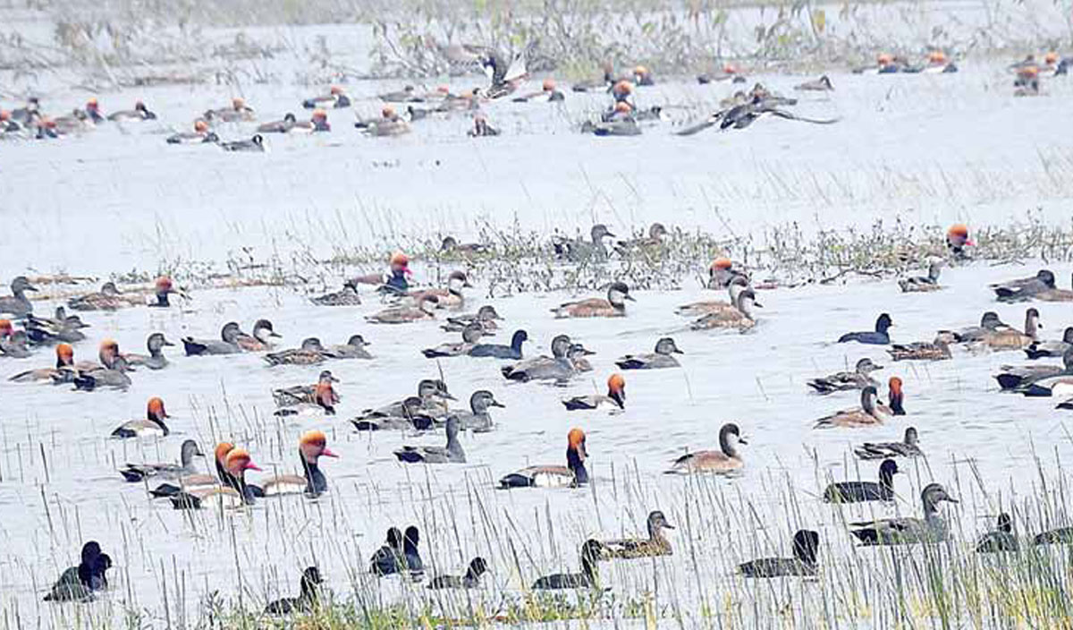 snhcindia's tweet photo. Avian diversity of Madhya Pradesh, Migration and threats
By Dr. Sangeeta Rajgir, M.Khalique

https://t.co/9Nef6BmGpS

#snhcindia #SNHCJournal #MPTT #avian #birds #bird #tokocat #wildlife #nipponpaint #propan #nature #cattembok #dulux #avianbrands #birdsofinstagram #animal https://t.co/2TKCVLpHQ4