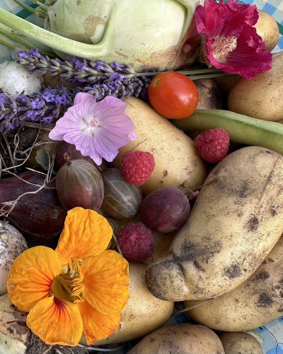 Bunt, erdig, duftend – der Sommer im Erntekorb.
📸 #Kleingarten