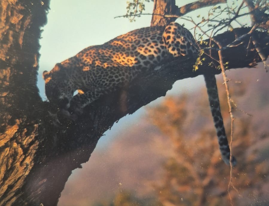 6:37am
1 Leopard in a tree with kill
S121, 400m W of S114
Near Malelane
5/5
Tinged by Francois Smit