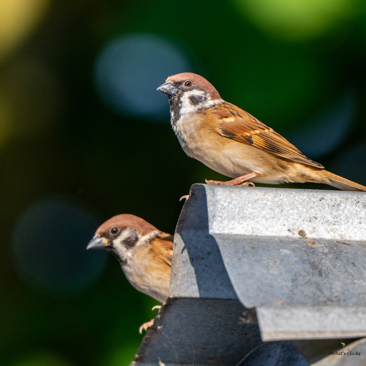 indian_pitta's tweet photo. Drop your pairs for twosday Tuesday !!

Shot with Nikon Z8 and NIKKOR Z 180-600mm f/5.6-6.3 VR lens https://t.co/0YhtY11QGs