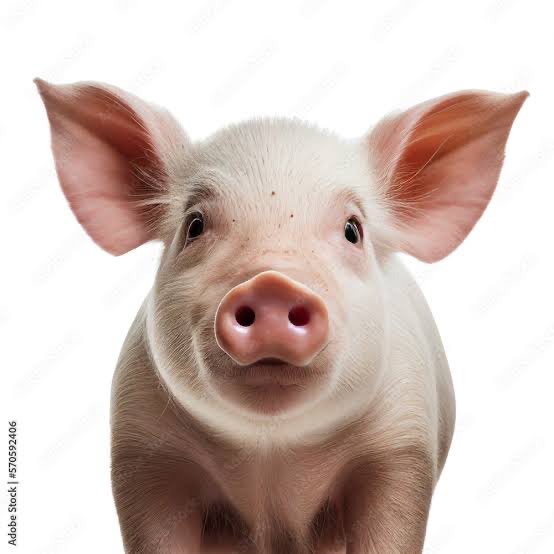 <a href="/Marvellous_MrsG/">MrsG</a> The Pig has been nominated among the 50 smartest animals in the latest world animal smartness rankings