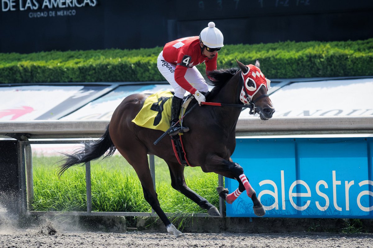 Huitlacoche se impuso a Diamante Negro y Dahy
La tarde de este viernes 4 de julio, los productos de 3 campeones, triunfadores del Handicap de las Américas, Huitlacoche (2017), Diamante Negro (2014, 2015 y 2016), y Dahy (2013), se dieron cita para iniciar su vida como corredores.