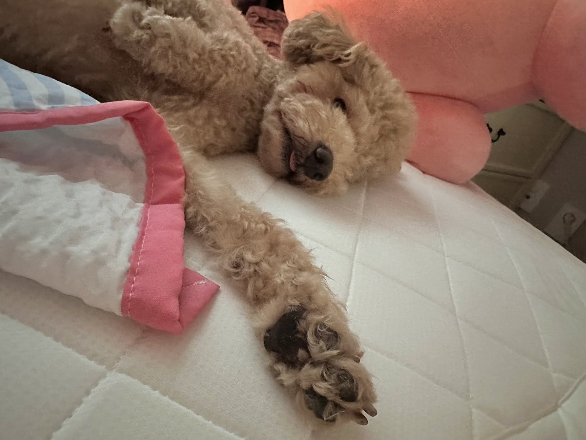 발 큰 걸 보아하니 180까진 크겠군