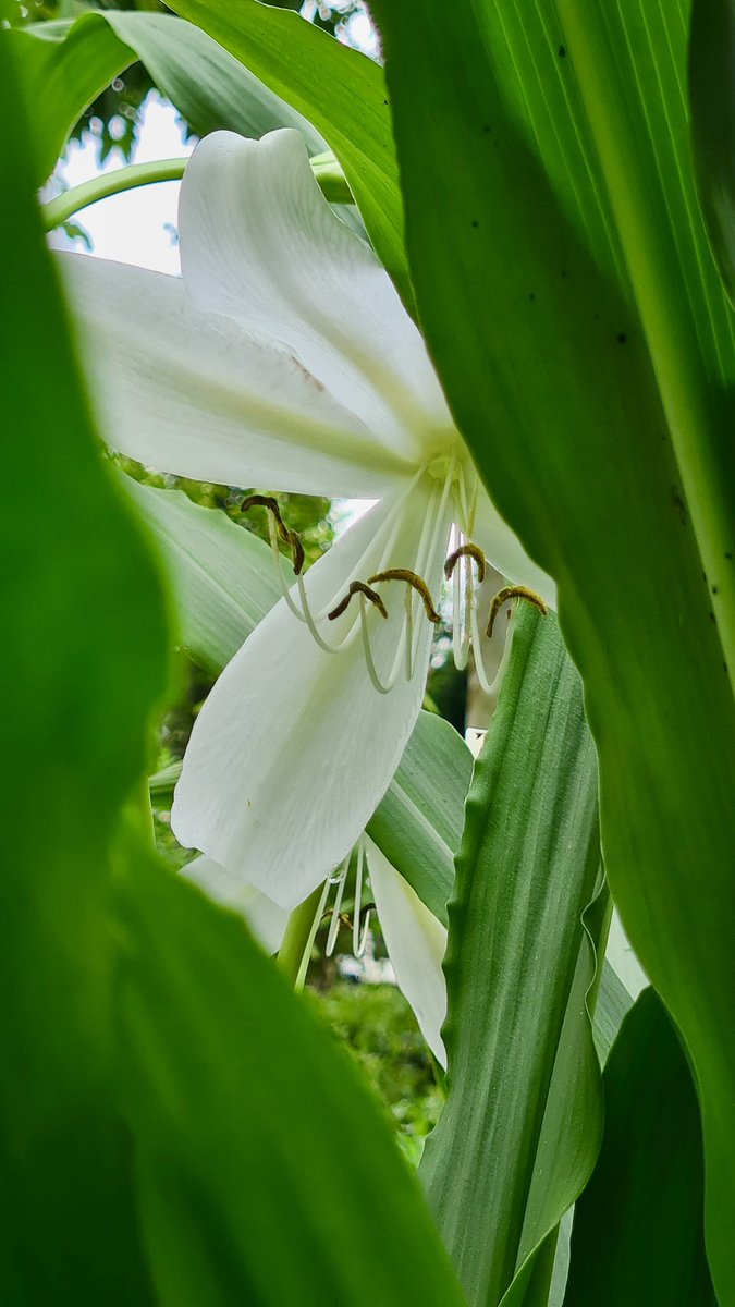 Hari ini ngajak Ara ke Rumah Atsiri— terus dia pamerin hasil-hasil foto tanaman dan bunganya.

No shit sherlock it’s good 🫶🏻🤌🏻