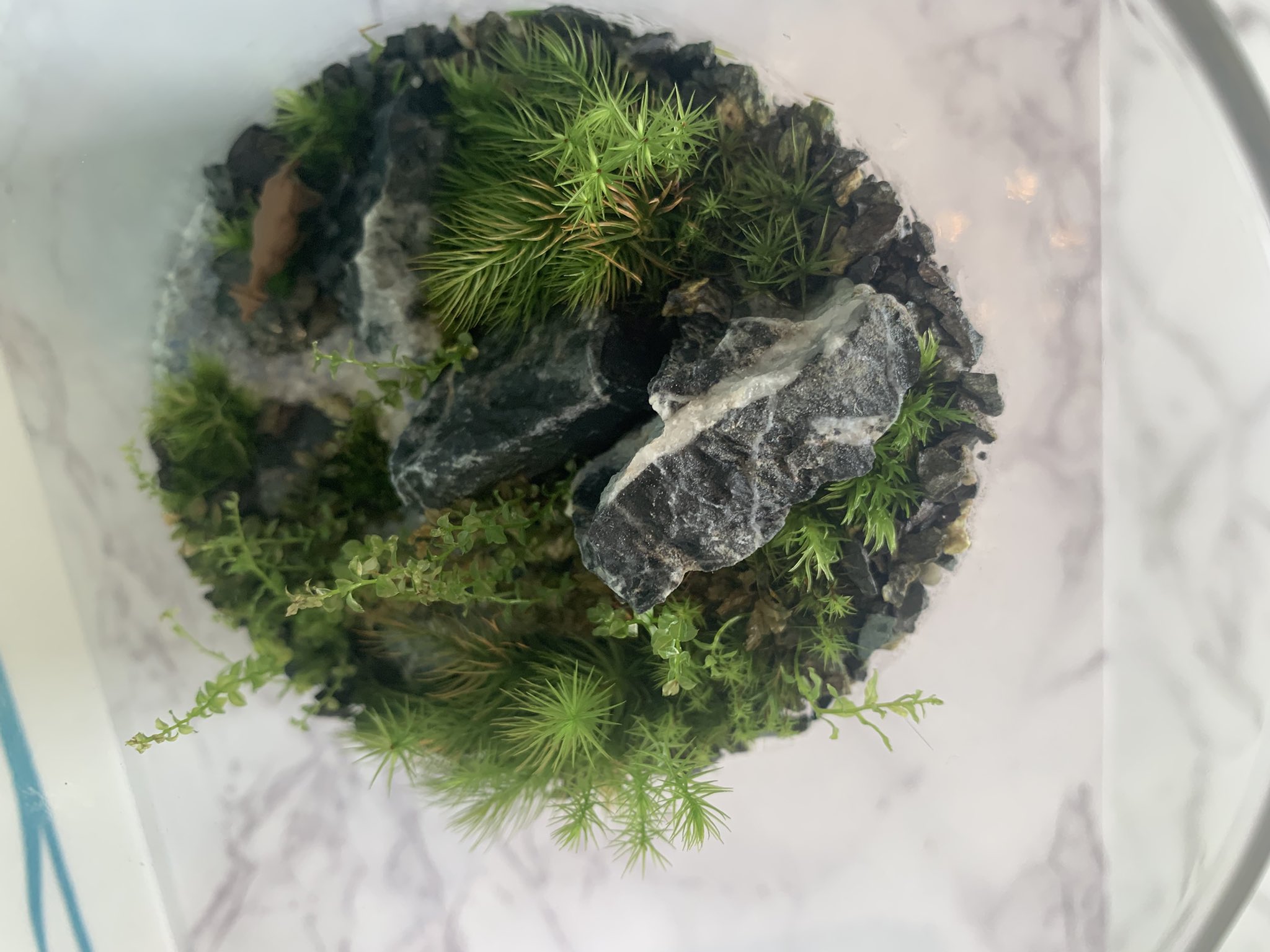 柳原麻衣 苔の輪 苔の輪 - البحث / X