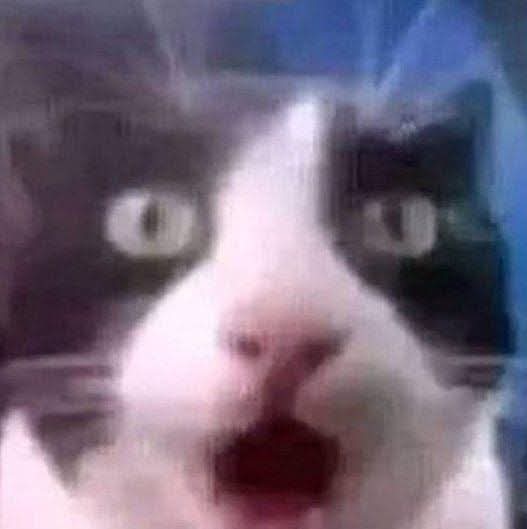 Russian Cat tweet media