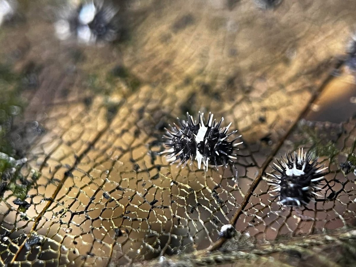 フィリピンのmonochrome spiky
他のトゲトゲとの違いがわからんな