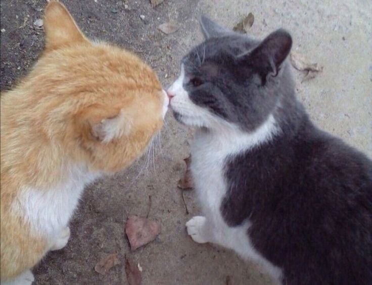 Miaw (@miaw) on Twitter photo 