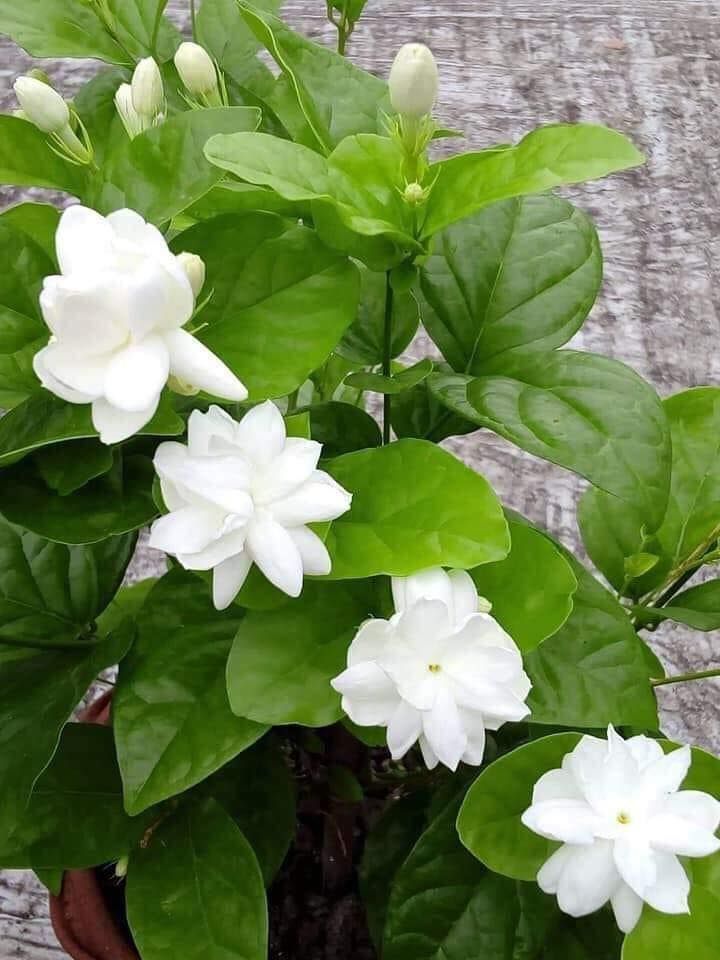 السلام علیکم
صبح بخیر زندگی۔۔۔!!!

ہر کسی کی نعمتیں بھی الگ ہیں آزمائشیں بھی، کہانی بھی الگ ہے
اورسبق بھی الگ ہیں
کبھی کسی اور کو دیکھ کر یہ مت سوچیں کہ آپ محروم ہیں
آپ پر بھی آپ کے رب کی بہت سی عطا ہے
