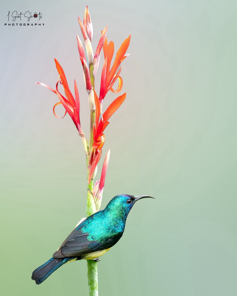 Variable Sunbird