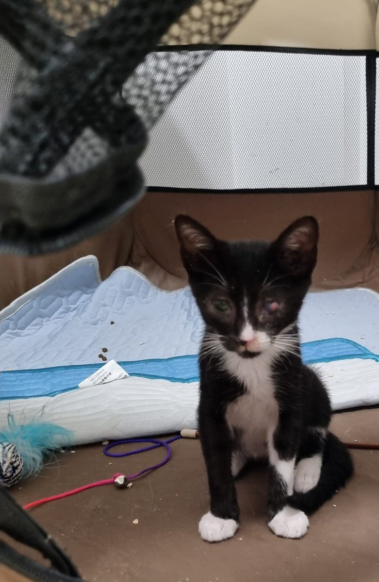 #tarragona #Deltebre Aquests petits busquen #acollida o #adopcio responsable. Una persona els va rescatar d'un lloc no adient i amb un problema de salut. No els pot tenir i cerca acollida i adopció és #urgent ☎️ Marcela  613 60 67 66