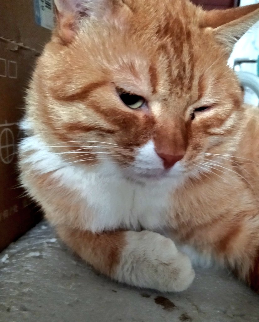 不屑一顾的猫