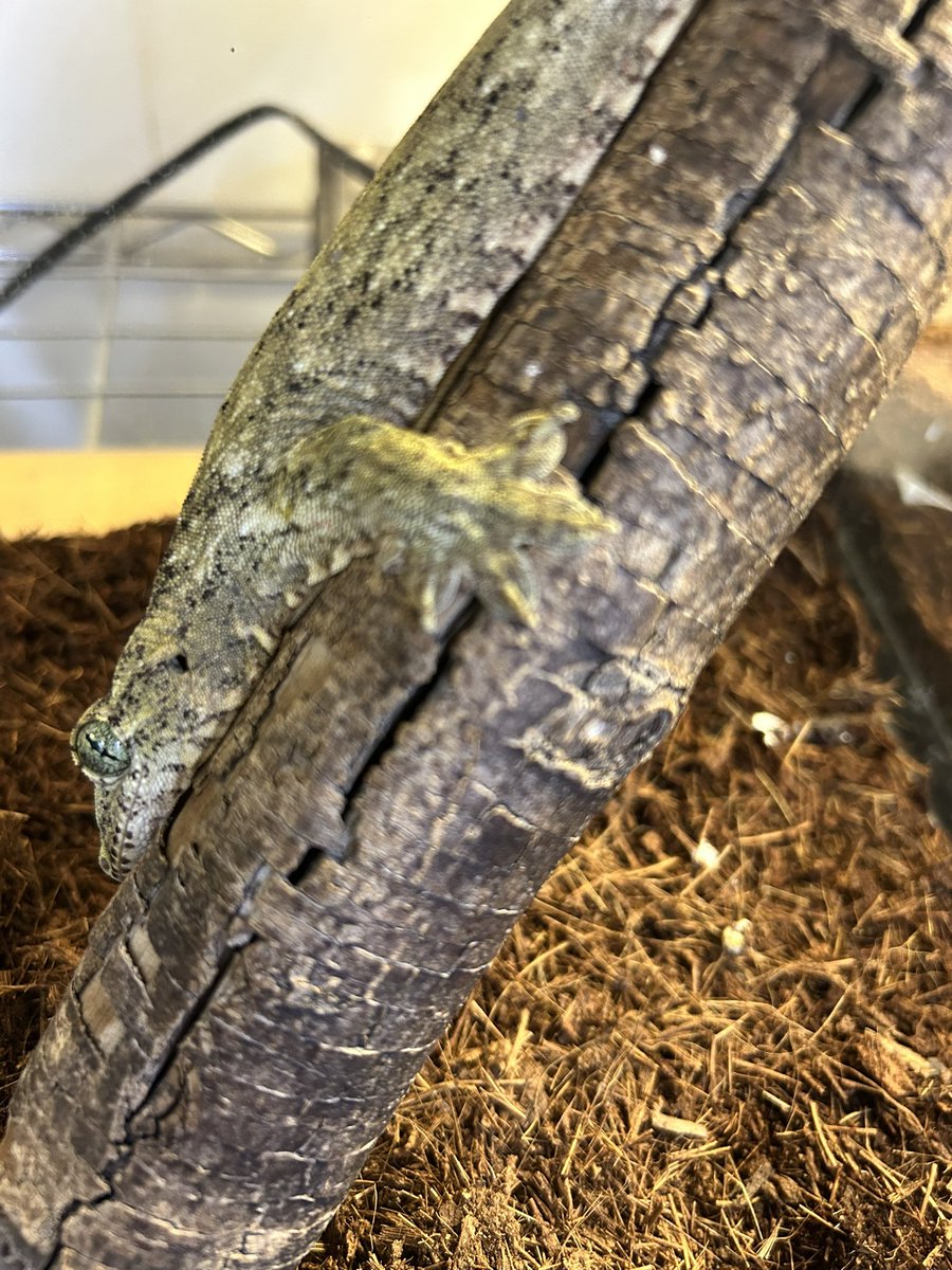 you_leopard's tweet photo. 暑い〜🥵
溶ける〜🫠
店主はグダってもハルマヘラジャイアントゲッコー元気です🦎
でもご来店は夕方以降が良さそうです(*´∇`*)
#ハルマヘラジャイアントゲッコー
#三重県爬虫類ショップ #三重県津市 #youleopard https://t.co/eG76AsM9f0