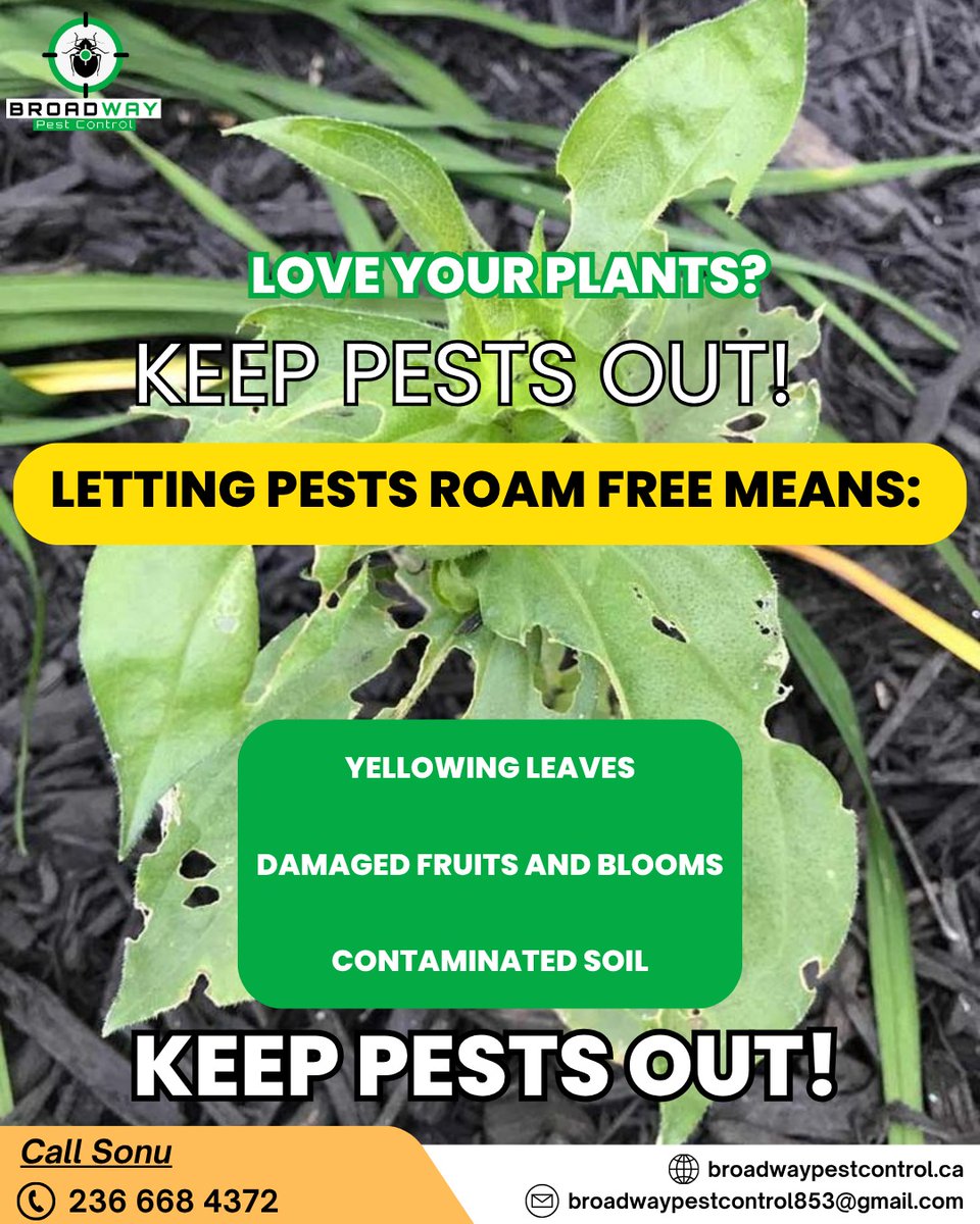 BroadPest93579's tweet image. At Broadway Pest Control, we understand how much effort you put into growing healthy, beautiful plants. 

☎+1 236-668-4372
🌐 broadwaypestcontrol.ca

#broadwaypestcontrol #pestcontrol #plantcare #gardencare #pestfreegarden #protectyourplants